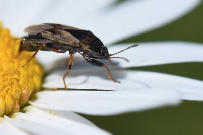 <i>Trapezonotus ullrichi</i>