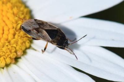 <i>Trapezonotus ullrichi</i>