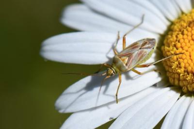 <i>Calocoris roseomaculatus</i>