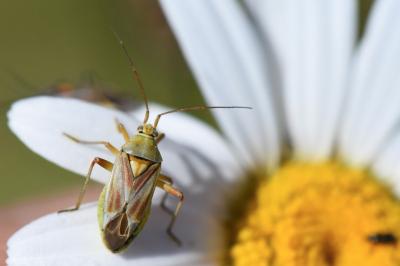 <i>Calocoris roseomaculatus</i>