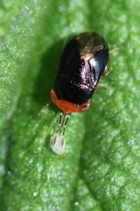 <i>Geocoris erythrocephalus</i>