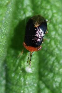 <i>Geocoris erythrocephalus</i>