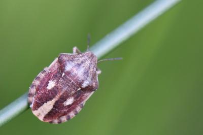 <i>Eurygaster testudinaria</i>