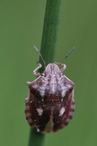 <i>Eurygaster testudinaria</i>