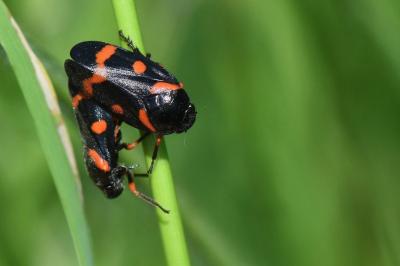 <i>Cercopis intermedia</i>