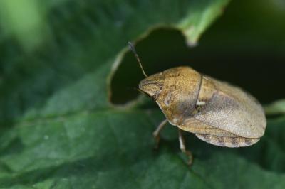 <i>Eurygaster maura</i>