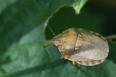 <i>Eurygaster maura</i>