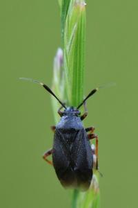 <i>Capsus ater</i>