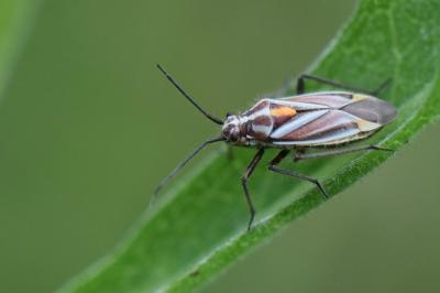 <i>Horistus orientalis</i>