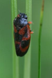 <i>Haematoloma dorsata</i>