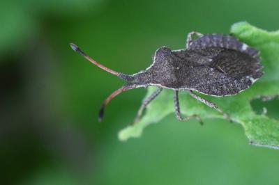 Enoplops scapha
