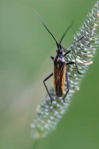 <i>Leptopterna dolabrata</i>