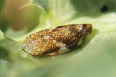 Philaenus spumarius