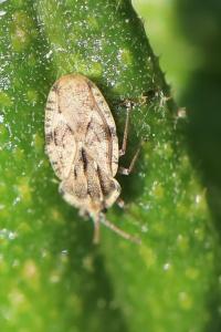 <i>Tingis cardui</i>