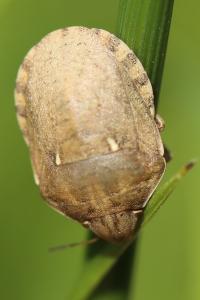 <i>Eurygaster maura</i>