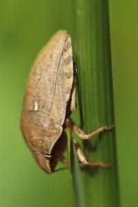 <i>Eurygaster maura</i>