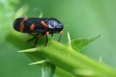 <i>Cercopis intermedia</i>