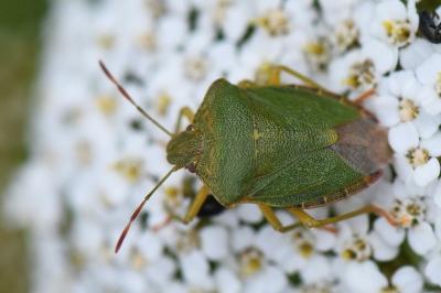 <i>Palomena prasina</i>