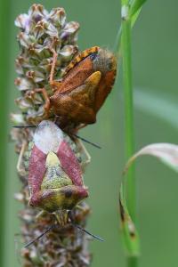 <i>Carpocoris purpureipennis</i>