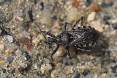 <i>Coranus</i>