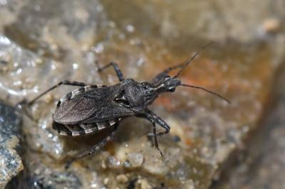 <i>Coranus</i>