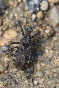 <i>Coranus</i>