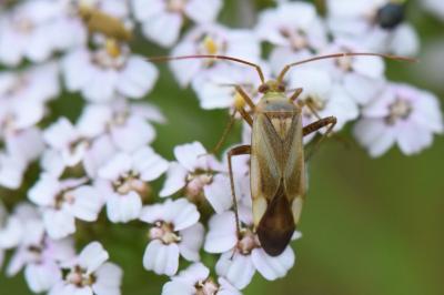 <i>Adelphocoris lineolatus</i>
