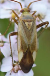 <i>Adelphocoris lineolatus</i>