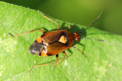 <i>Deraeocoris ruber</i>