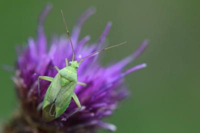 <i>Closterotomus norwegicus</i>