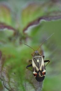 <i>Polymerus unifasciatus</i>