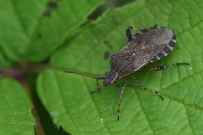 <i>Ceraleptus gracilicornis</i>