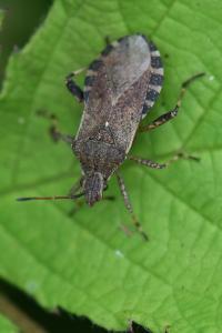 <i>Ceraleptus gracilicornis</i>
