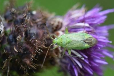 <i>Closterotomus norwegicus</i>
