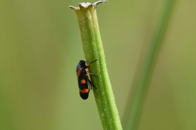 <i>Cercopis intermedia</i>