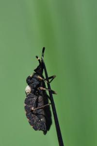 <i>Aradus versicolor</i>