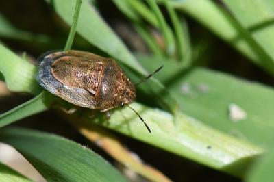 <i>Neottiglossa leporina</i>
