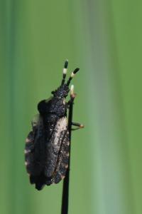 <i>Aradus versicolor</i>