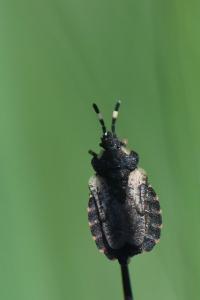 <i>Aradus versicolor</i>