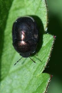 <i>Thyreocoris scarabaeoides</i>