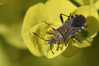 <i>Ceraleptus gracilicornis</i>