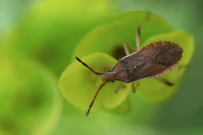 <i>Ceraleptus lividus</i>
