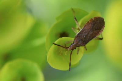 <i>Ceraleptus lividus</i>