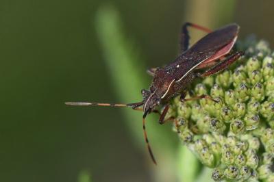 <i>Camptopus lateralis</i>