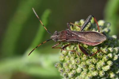 <i>Camptopus lateralis</i>