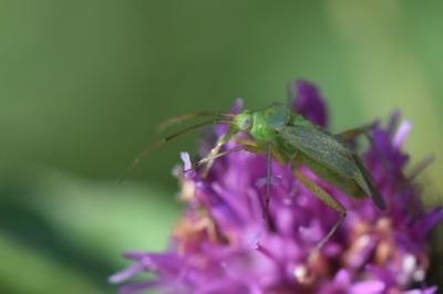 <i>Closterotomus norwegicus</i>