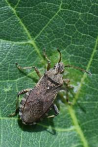 <i>Ceraleptus gracilicornis</i>