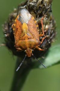 <i>Carpocoris purpureipennis</i>