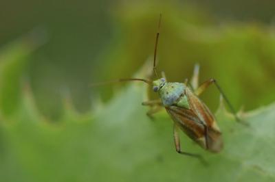 <i>Closterotomus norwegicus</i>