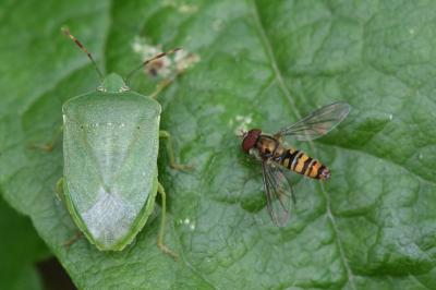 <i>Nezara viridula</i>